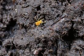 Attēlu rezultāti vaicājumam “Stemonaria irregularis young”