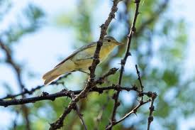 Attēlu rezultāti vaicājumam “Hippolais icterina”