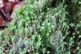 Attēlu rezultāti vaicājumam “Cladonia fimbriata”