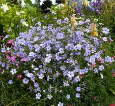 Attēlu rezultāti vaicājumam “Silene viscaria bud”