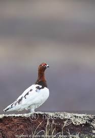 Attēlu rezultāti vaicājumam “Lagopus lagopus male”