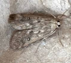 Attēlu rezultāti vaicājumam “Parapoynx stratiotata male”