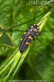 Attēlu rezultāti vaicājumam “Coccinella septempunctata larva”