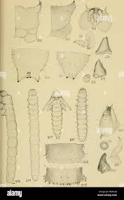 Attēlu rezultāti vaicājumam “Xylita laevigata”