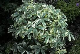 Attēlu rezultāti vaicājumam “Astrantia major leaf”