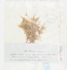 Attēlu rezultāti vaicājumam “Tomentypnum nitens”