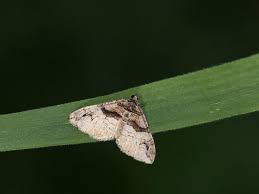 Attēlu rezultāti vaicājumam “Pareulype berberata”