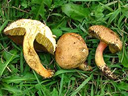 Attēlu rezultāti vaicājumam “Xerocomus rubellus”