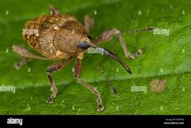 Attēlu rezultāti vaicājumam “Curculio nucum”