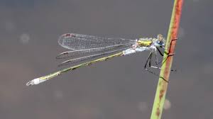 Attēlu rezultāti vaicājumam “Lestes sponsa”