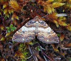 Attēlu rezultāti vaicājumam “Earophila badiata”