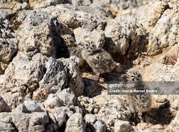 Attēlu rezultāti vaicājumam “Larus argentatus nest”