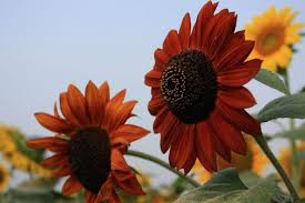 Image result for Helianthus annuus