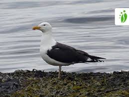 Attēlu rezultāti vaicājumam “Larus marinus”