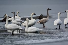 Image result for Cygnus cygnus