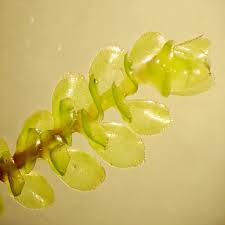 Attēlu rezultāti vaicājumam “Scapania apiculata”