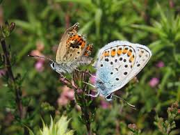 Attēlu rezultāti vaicājumam “Plebejus argus”