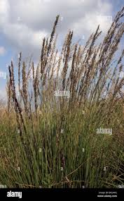 Attēlu rezultāti vaicājumam “Molinia caerulea flower”