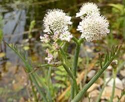 Attēlu rezultāti vaicājumam “Oenanthe aquatica flower”