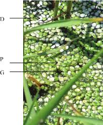 Attēlu rezultāti vaicājumam “Lemna gibba”