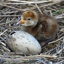 Attēlu rezultāti vaicājumam “Grus grus nest”