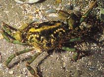 Image result for Carcinus maenas