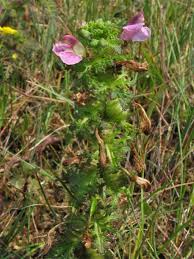 Attēlu rezultāti vaicājumam “Pedicularis palustris”