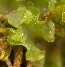 Attēlu rezultāti vaicājumam “Moerckia hibernica”