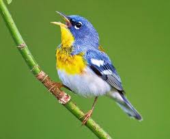 Image result for Parula americana
