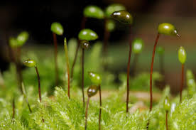 Attēlu rezultāti vaicājumam “Sciuro-hypnum curtum”