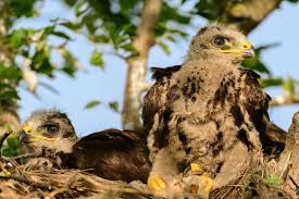 Attēlu rezultāti vaicājumam “Buteo buteo nest”