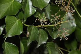 Attēlu rezultāti vaicājumam “Hedera helix”