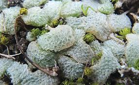 Attēlu rezultāti vaicājumam “Seligeria donniana sporophyte”