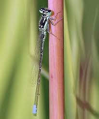 Attēlu rezultāti vaicājumam “Comatricha fragilis stalked”