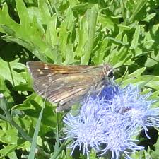 Attēlu rezultāti vaicājumam “Hesperia comma underside”