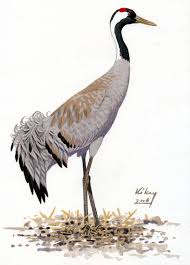 Attēlu rezultāti vaicājumam “Grus grus”