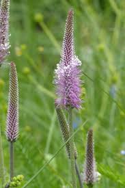 Attēlu rezultāti vaicājumam “Plantago media”