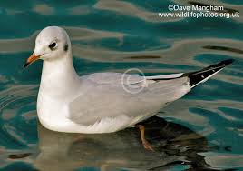 Image result for Chroicocephalus ridibundus