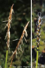 Attēlu rezultāti vaicājumam “Carex dioica male flower”