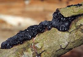 Attēlu rezultāti vaicājumam “Exidia glandulosa”