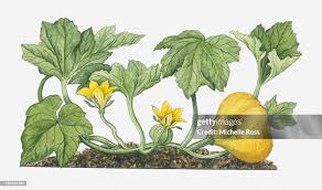 Attēlu rezultāti vaicājumam “Cucurbita pepo leaf”