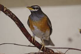 Image result for Turdus obscurus