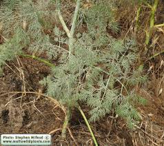 Attēlu rezultāti vaicājumam “Diderma rufostriatum sessile”