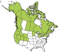 Attēlu rezultāti vaicājumam “Subularia aquatica leaf”