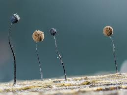 Attēlu rezultāti vaicājumam “Comatricha elegans”