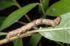 Attēlu rezultāti vaicājumam “Crocallis elinguaria”