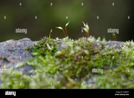 Attēlu rezultāti vaicājumam “Bryoerythrophyllum recurvirostrum sporophyte”