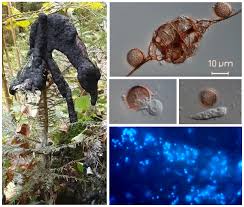 Attēlu rezultāti vaicājumam “Brefeldia maxima plasmodium”