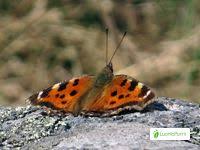 Attēlu rezultāti vaicājumam “Nymphalis xanthomelas underside”