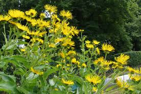 Image result for Inula helenium
